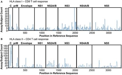 Human T Cell Response to Dengue Virus Infection